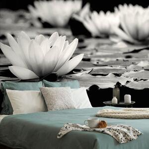 Fototapet floare de lotus în alb-negru