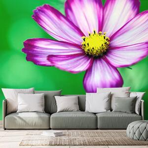 Fototapet floare de primula de grădină