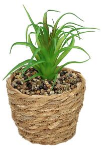 Decorațiuni Tree Aloe 20cm