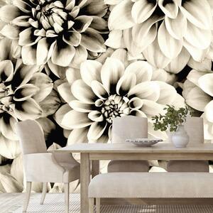 Fototapet flori de dalia în design sepia