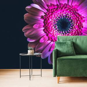 Tapet gerbera violetă
