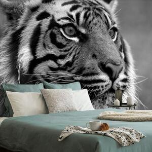 Fototapet tigrul bengal în alb-negru