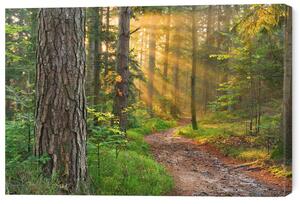 Tablou pe pânză Sunny forest, 60 × 40 cm