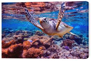 Tablou pe pânză Sea turtle swims under water on, cookelma, 60 × 40 cm