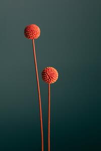 Fotografie Orange Seed Capsules, Studio Collection