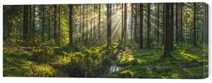 Tablou pe pânză Sunlight streaming through forest canopy illuminated, fotoVoyager, 75 × 30 cm