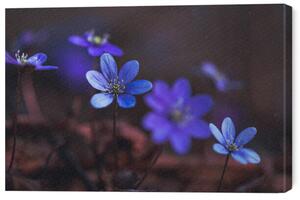 Tablou pe pânză Blue anemones on the forest floor, Baac3nes, 60 × 40 cm