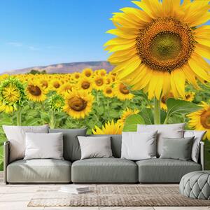 Fototapet câmp de floarea soarelui
