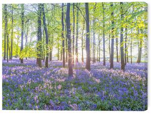Tablou pe pânză Mesmerizing Bluebell Forest, 60 × 45 cm