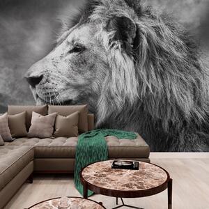 Tapet leul african în design alb-negru