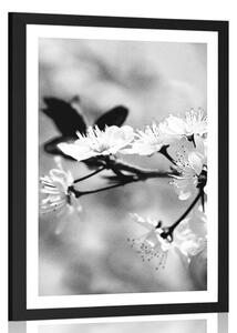 Poster cu passepartout floare de cireș în design alb-negru