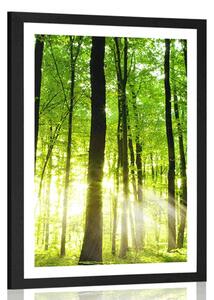 Poster cu passepartout pădure proaspăt verde