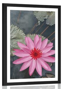 Poster cu passepartout floare de lotus fermecătoare