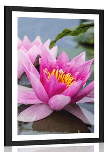 Poster cu passepartout floare de lotus roz