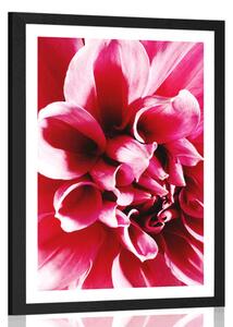 Poster cu passepartout floare roz