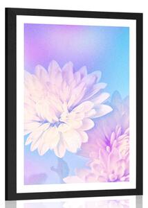 Poster cu passepartout floare de crizantemă