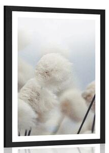 Poster cu passepartout flori de bumbac arctice