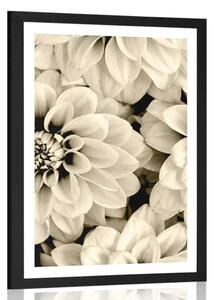 Poster cu passepartout flori de dalia în design sepia