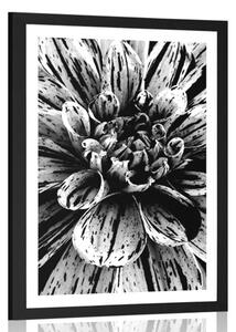 Poster cu passepartout dalie exotică în design alb-negru