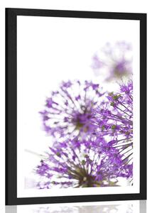 Poster cu passepartout flori violete de usturoi înfloritoare