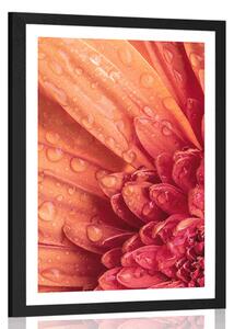 Poster cu passepartout gerbera portocalie cu picături de apă