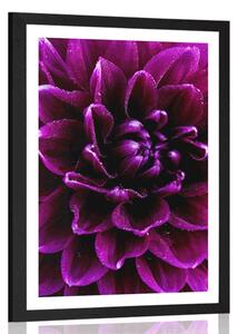 Poster cu passepartout floare purpuriu-violetă