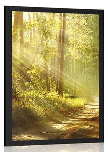 Poster cu passepartout razele de soare în pădure