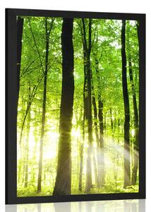 Poster pădure proaspăt verde