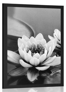 Poster flori de lotus în lac în design alb-negru
