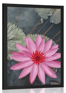 Poster floare de lotus fermecătoare