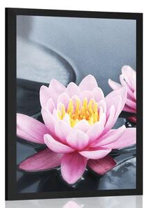 Poster floare de lotus în lac