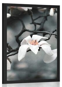 Poster trezirea magnoliei