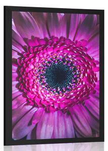 Poster gerbera purpurie
