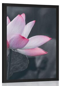 Poster floare delicată de lotus