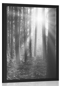 Poster răsărit de soare în pădure în design alb-negru