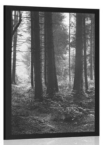 Poster pădure luminată de soare în design alb-negru