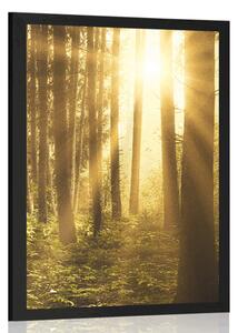 Poster răsărit de soare în pădure
