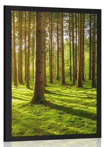 Poster dimineață în pădure