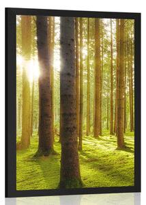 Poster dimineață însorită în pădure