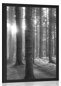 Poster dimineață însorită în pădure în design alb-negru