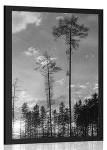 Poster seara devreme în pădure în design alb-negru