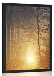 Poster lumină în pădure