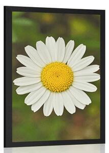 Poster floare de margaretă