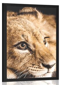Poster pui de leu