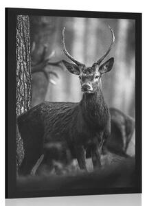 Poster cerb în pădure în design alb-negru
