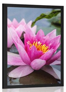Poster floare roz de lotus