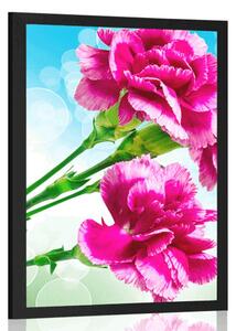 Poster floare de garoafă