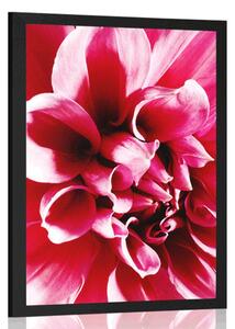 Poster floare roz