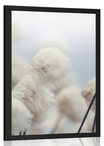 Poster flori de bumbac arctice