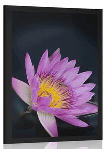 Poster floare de luncă
